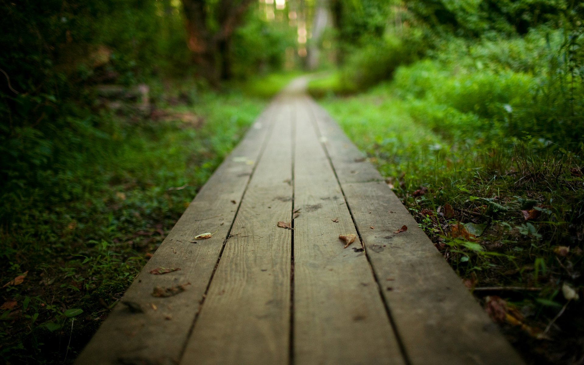 nature landscape board wood path track the way park forest bush tree