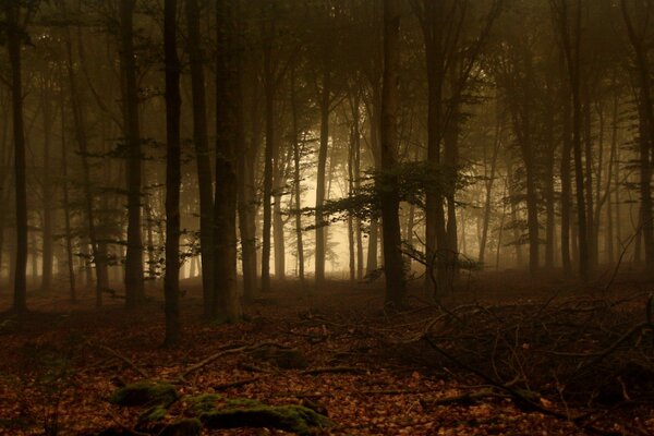 Misty forest, leaves and moss