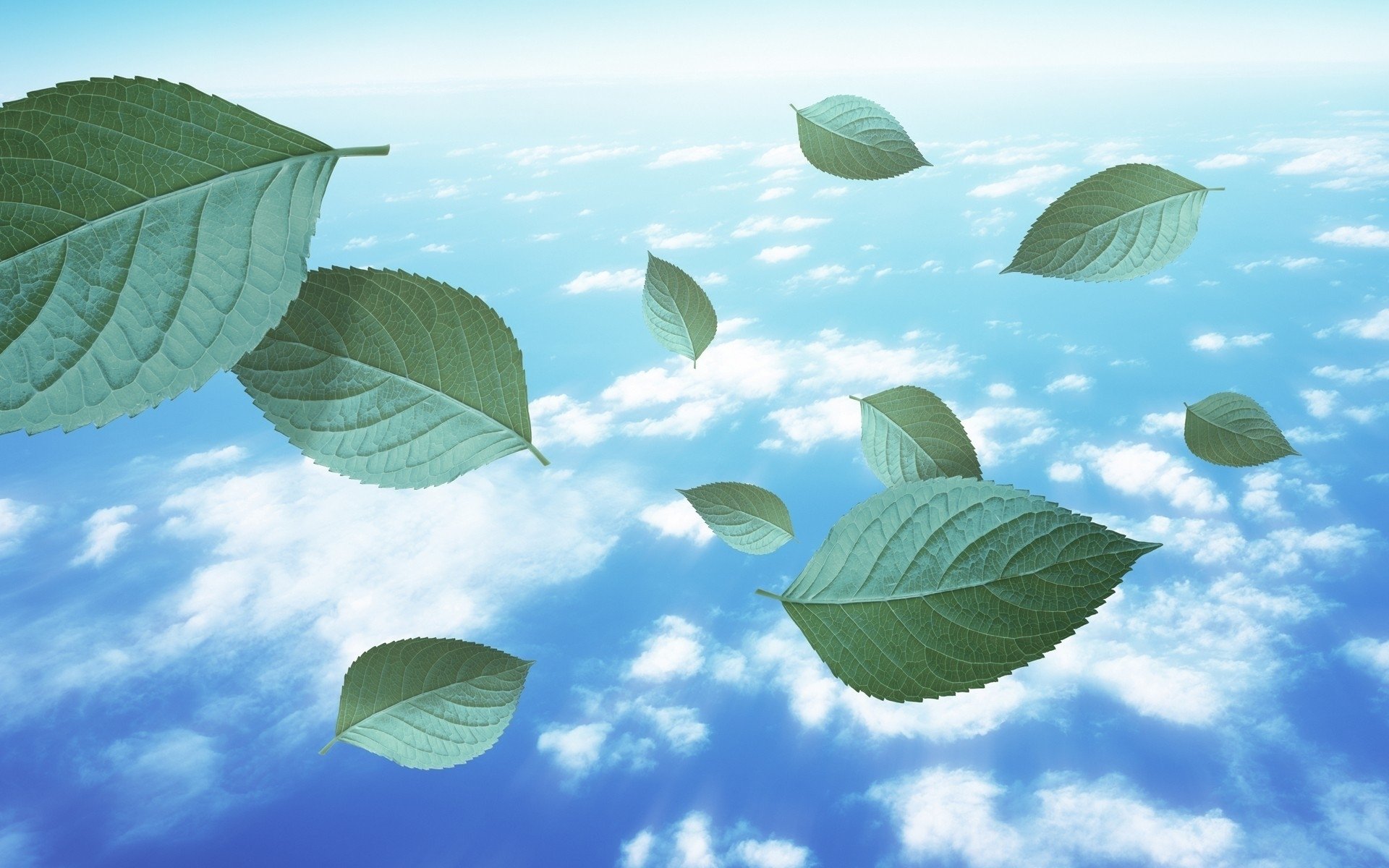 ky clouds leaves collage wallpaper nature flight