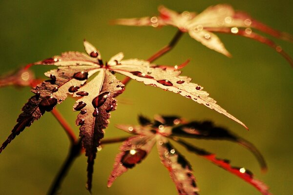 Widescreen wallpaper macro leaflet with a dewdrop
