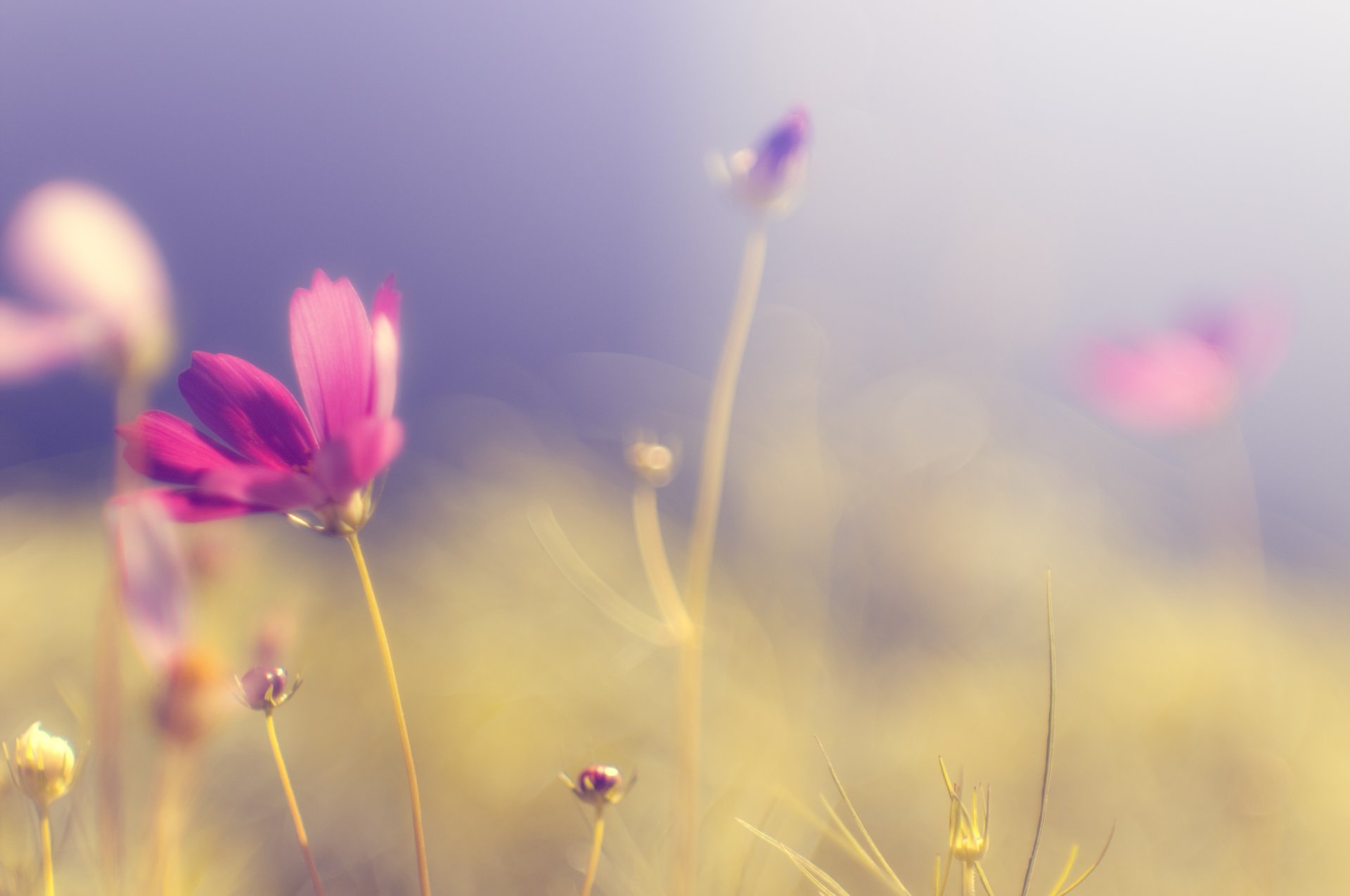 kosmeya flower pink bright petals the stem grass plants field the field flowers sky light sun heat blur tender close up