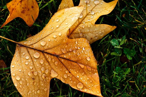 Yellow leaf in raindrops