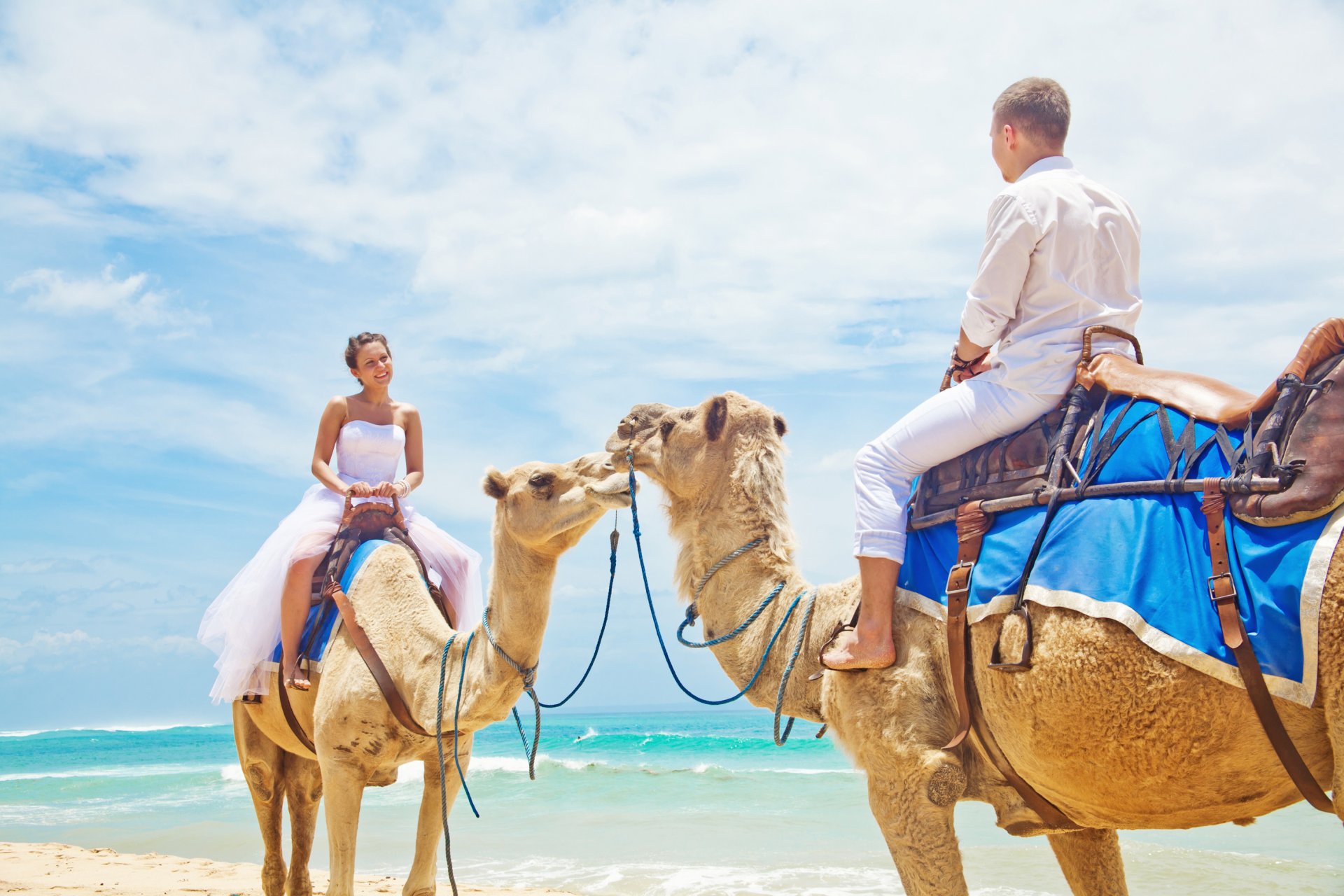 ea beach camels couple camel couple in love