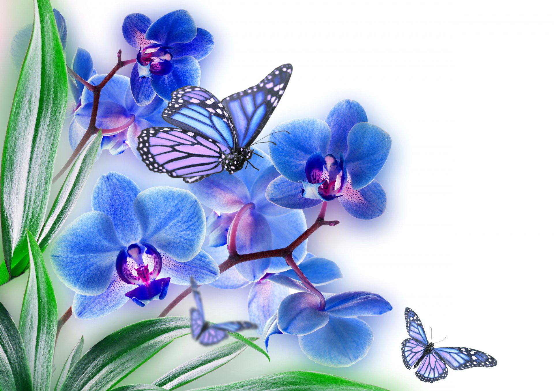 flower petals orchid butterfly wings collage