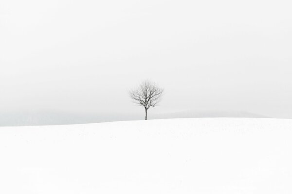 Winter, bare tree branches