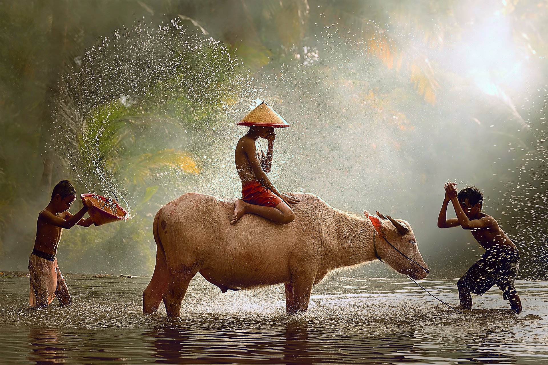 indonesia java children bull game splashes of water drops light