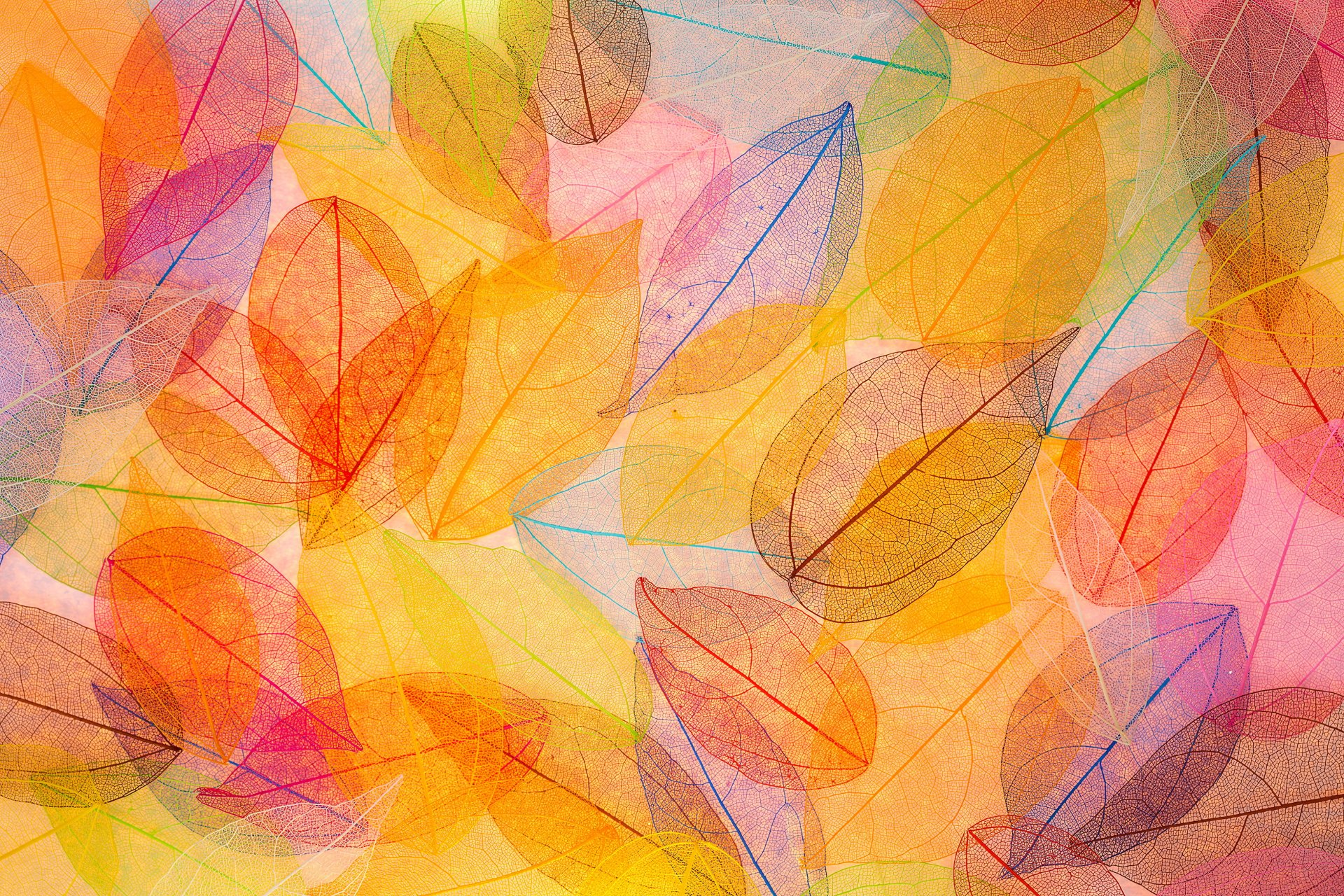 autumn leaves transparent abstract colorful autumn background