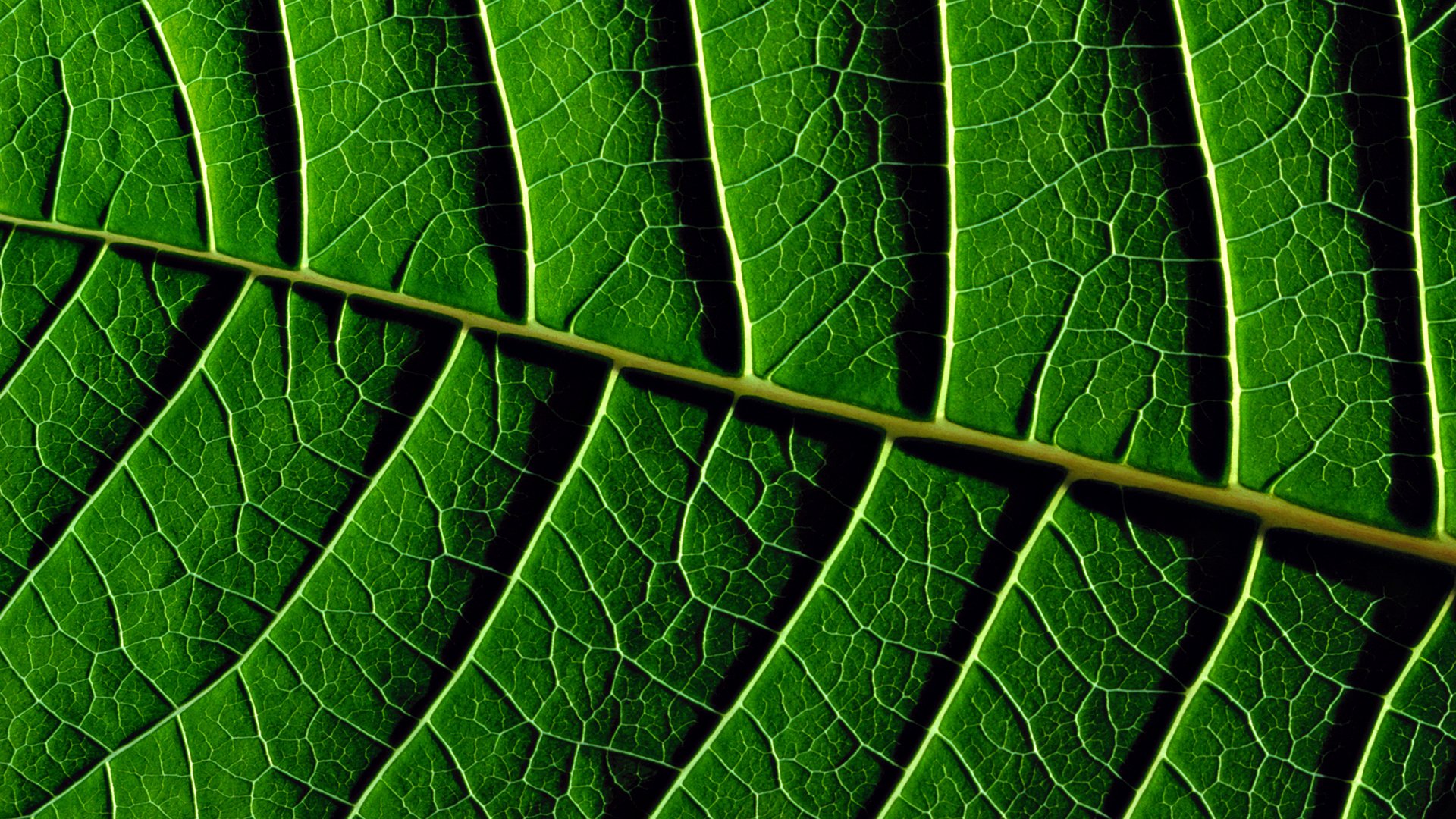 leaves texture greenery green