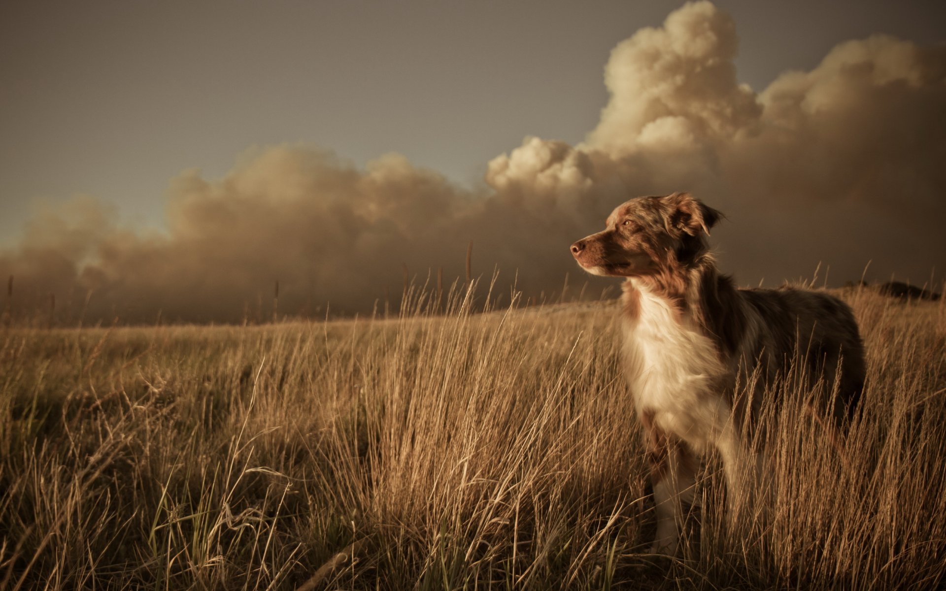 dog other the field sunset landscape