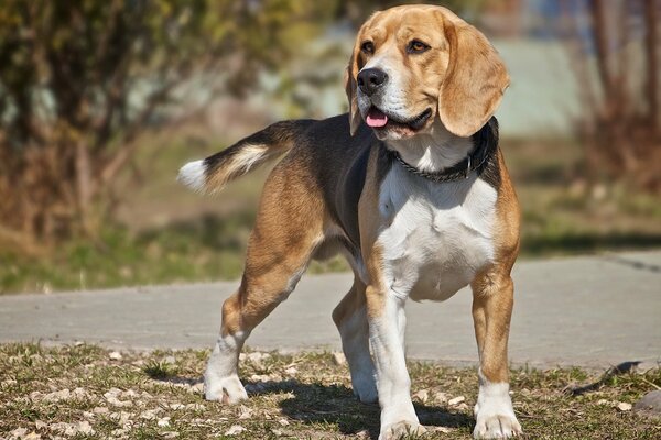 A beagle dog on a walk