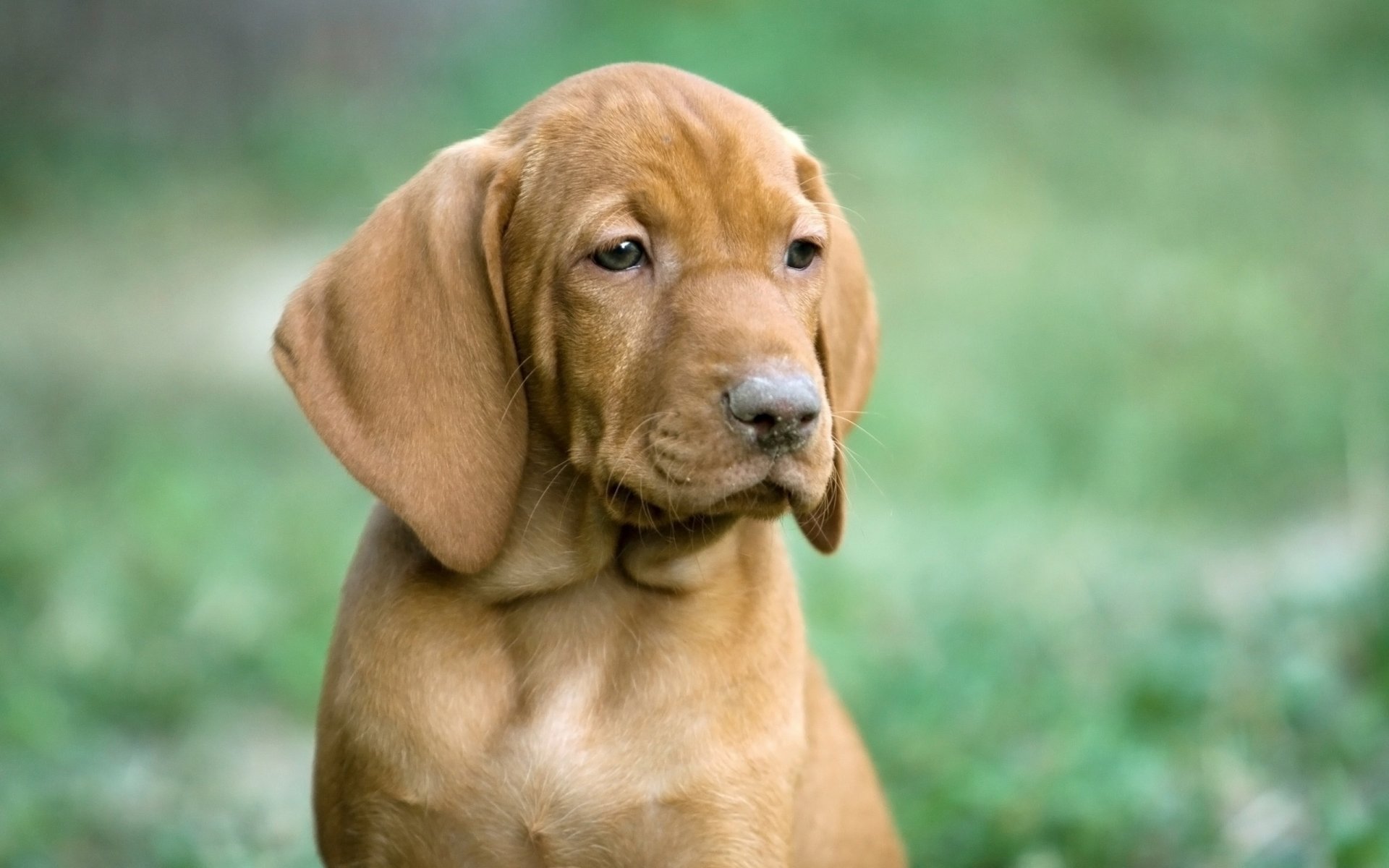 dog puppy vizsla