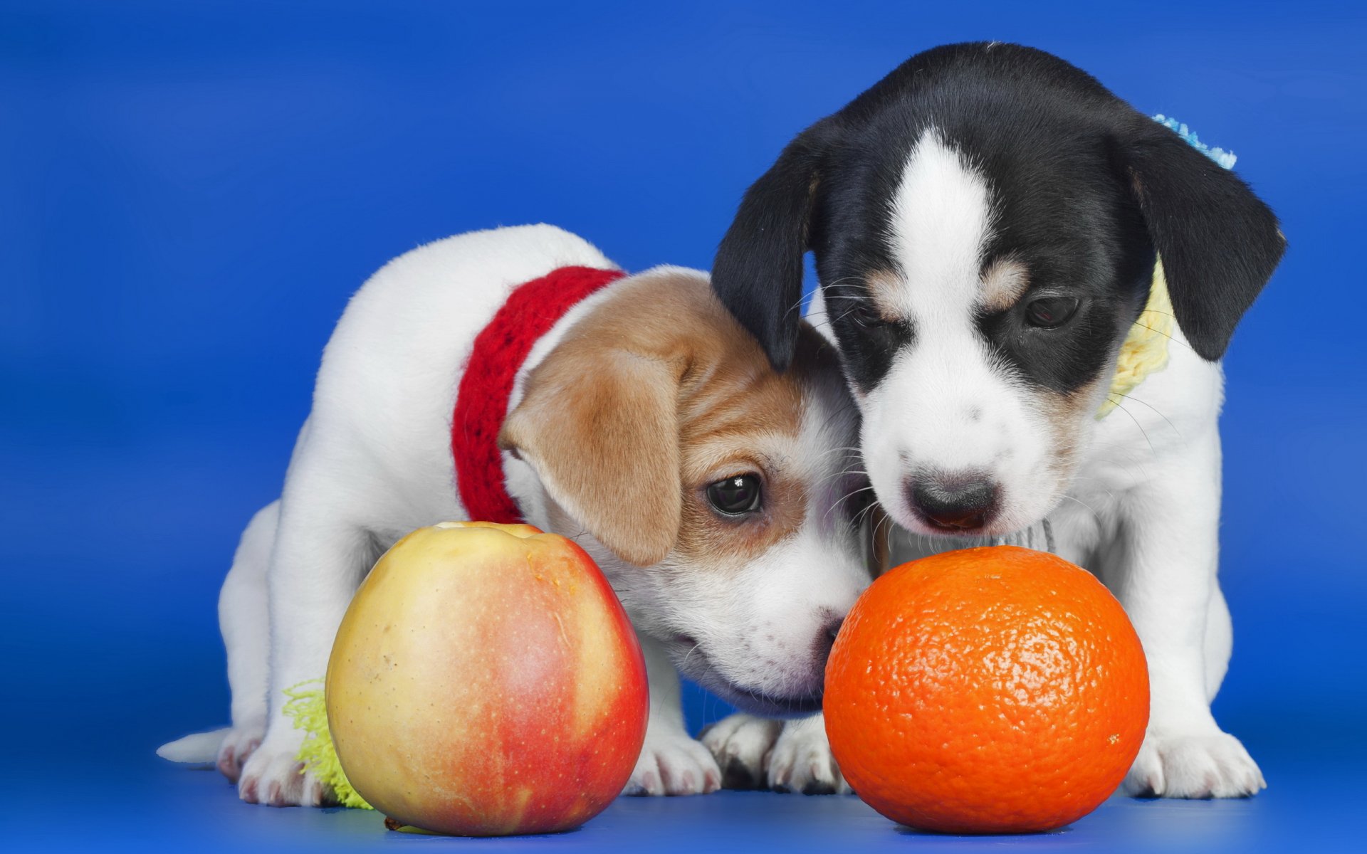 puppies apple orange