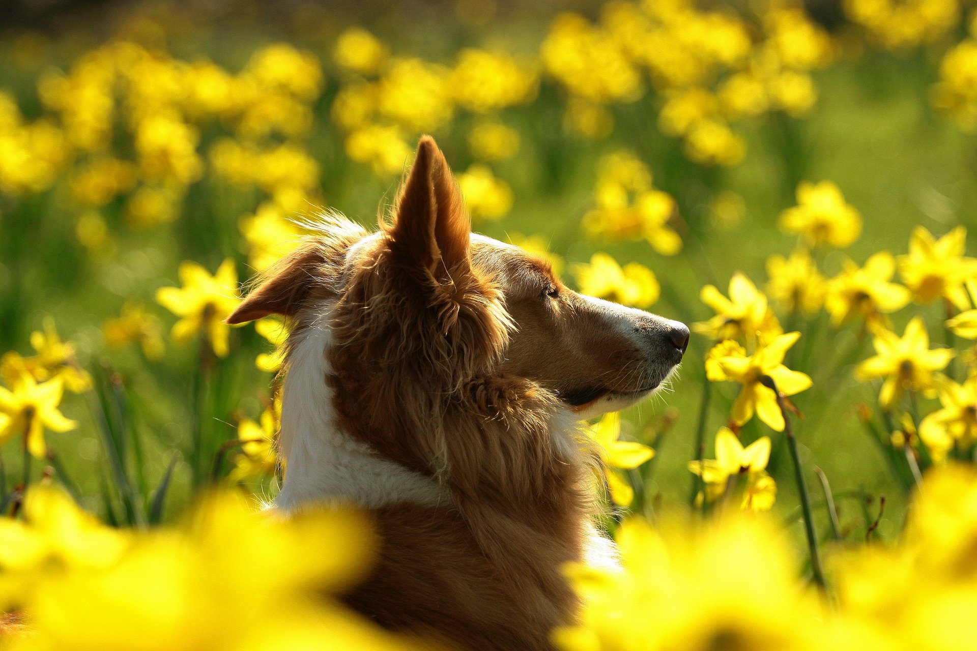 dog the field flower