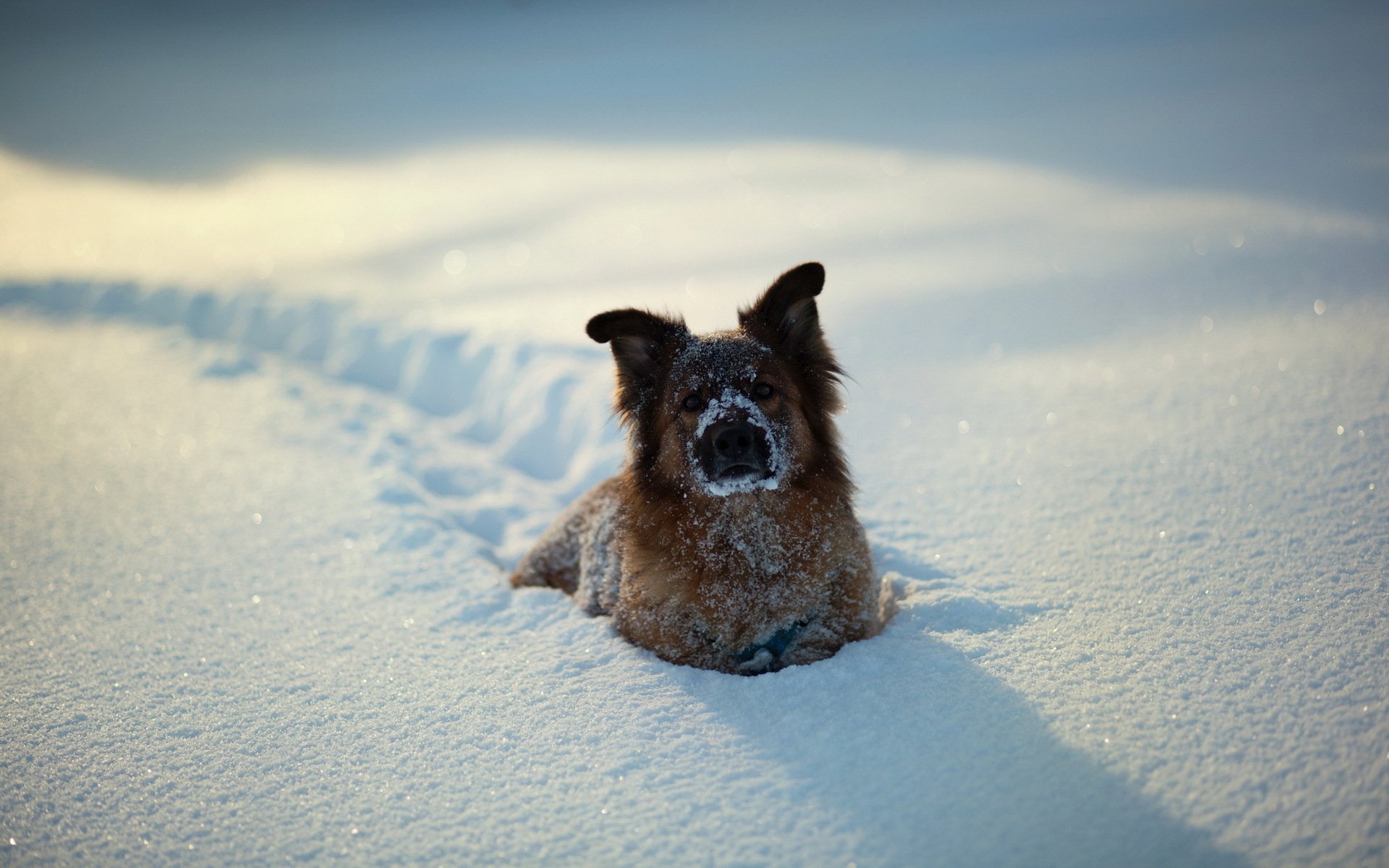 dog snow winter