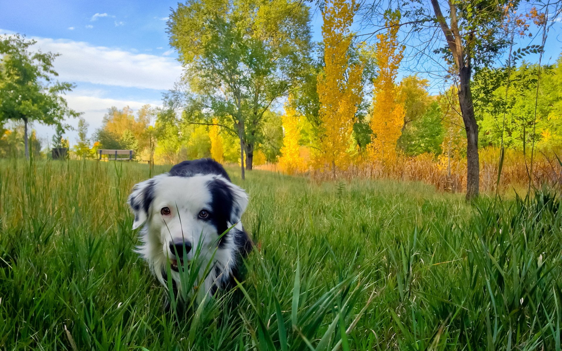 dog other autumn