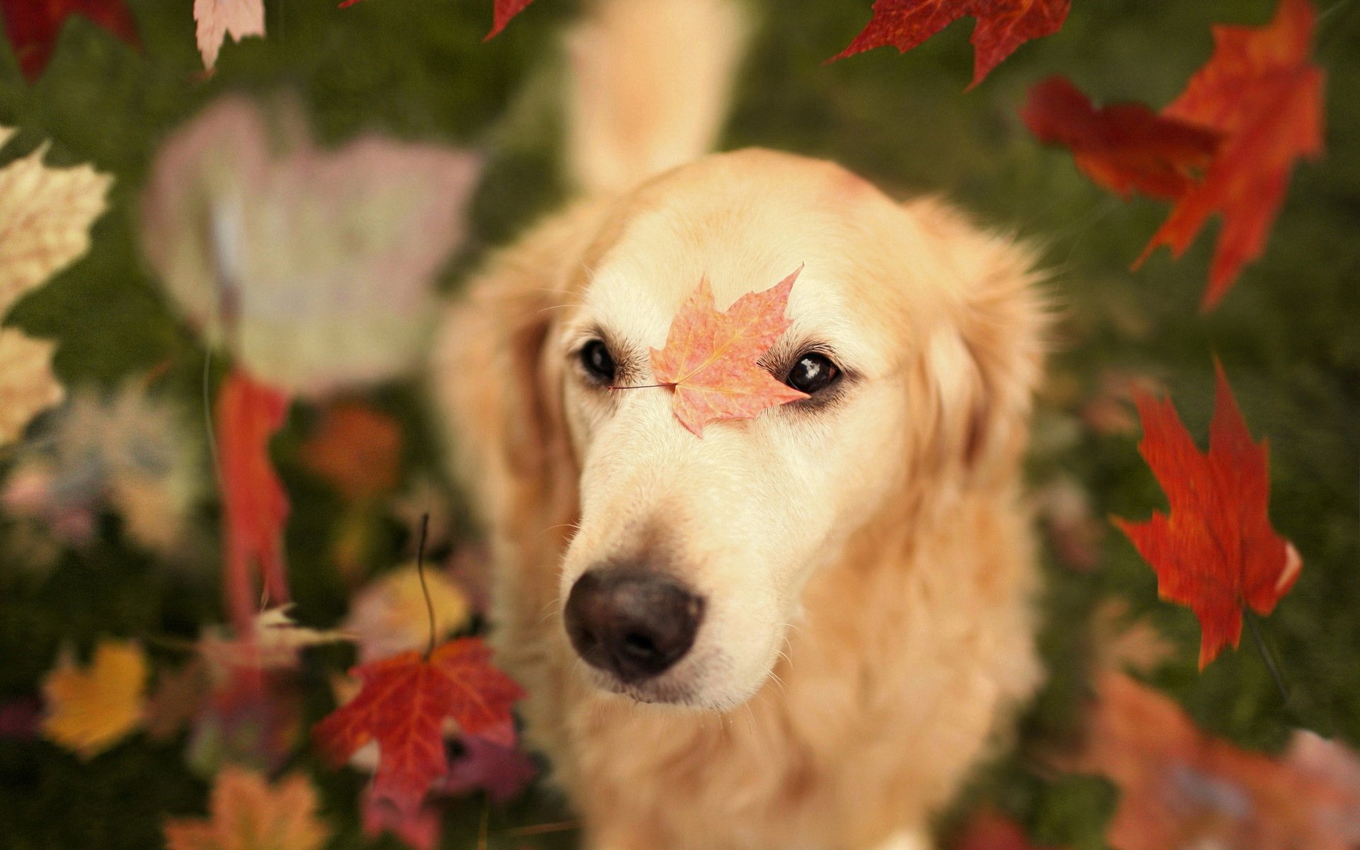 dog leaves autumn