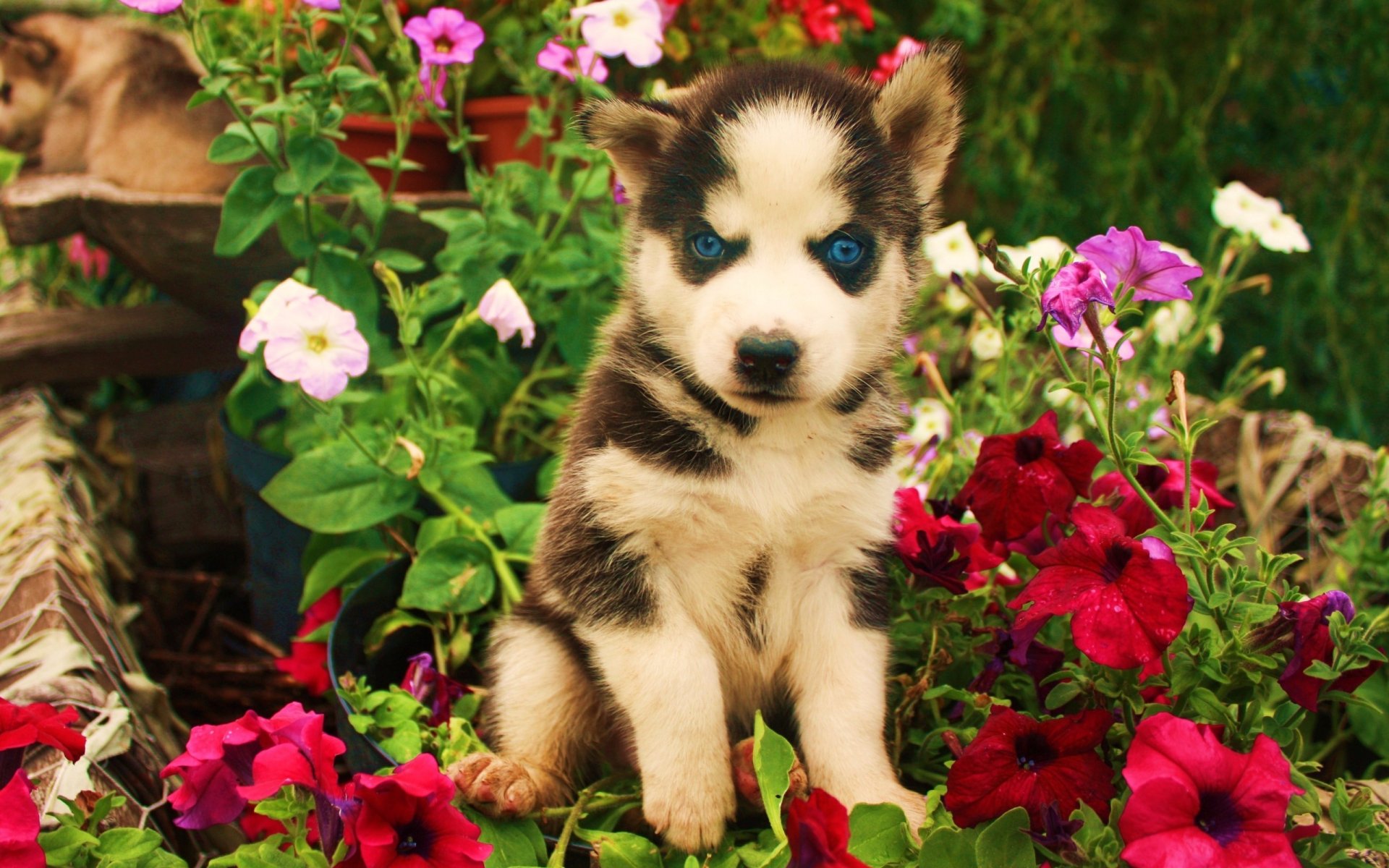 dog puppy flower evil sinii eyes view art