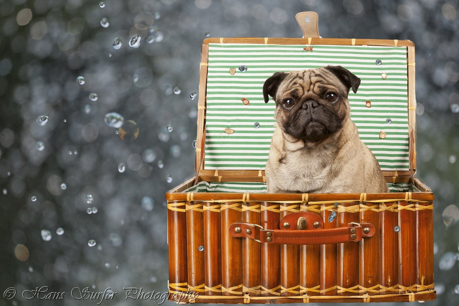 dog pug box