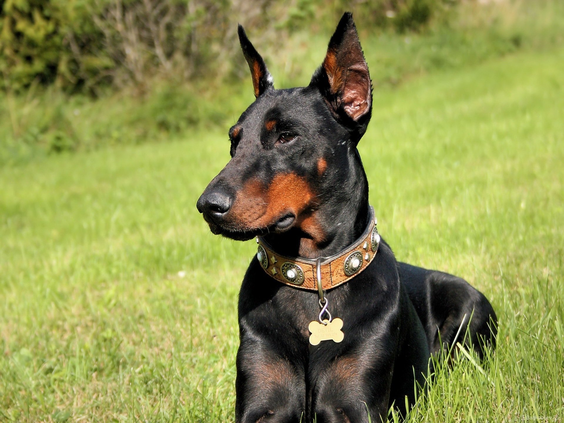 dog dobermann gra