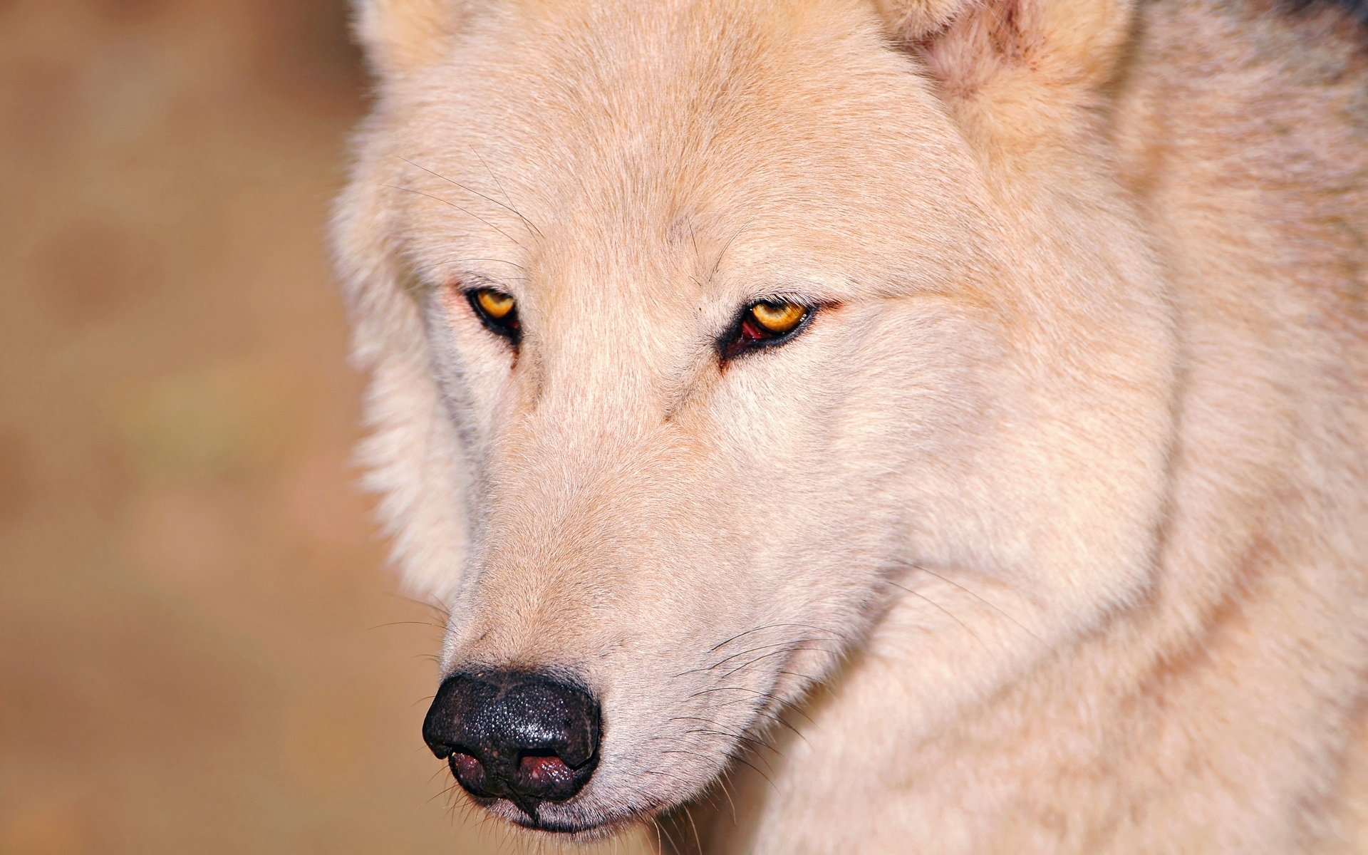 wolf white eyes bow