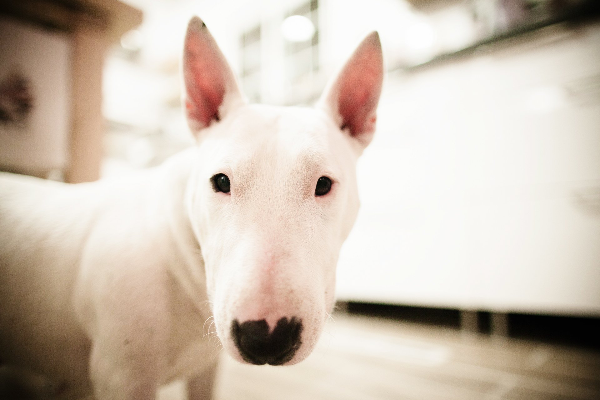 dog bull terrier bulka white face