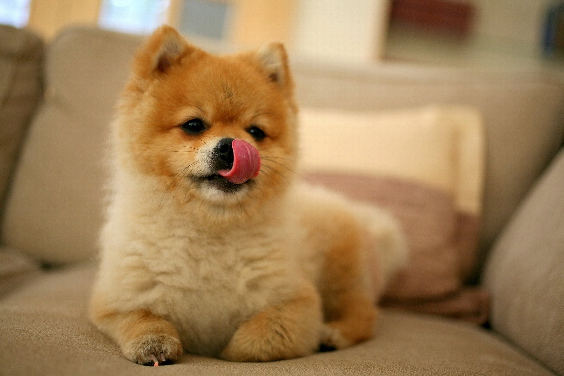 puppy snout licked akita