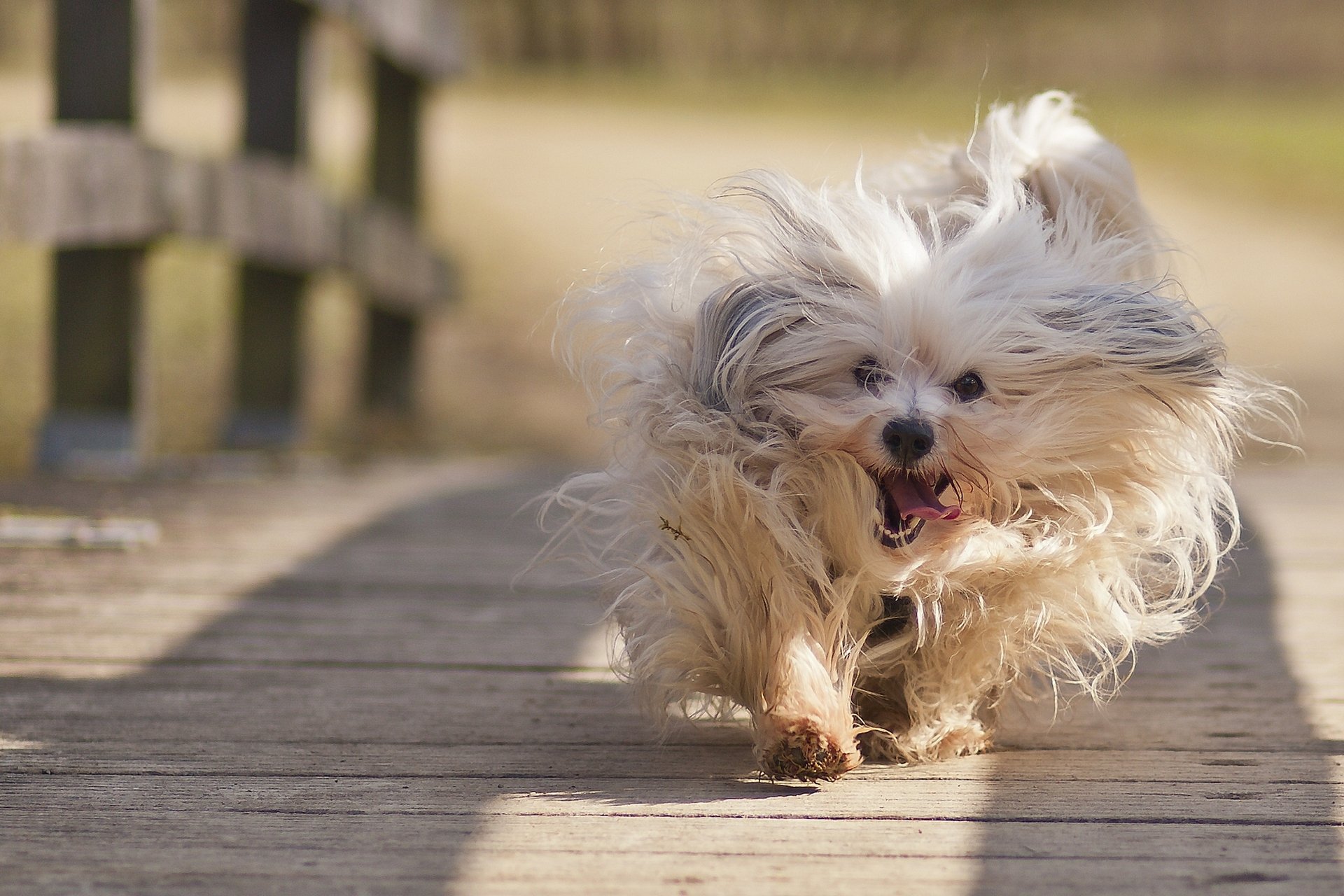havanese mood jogging bridge