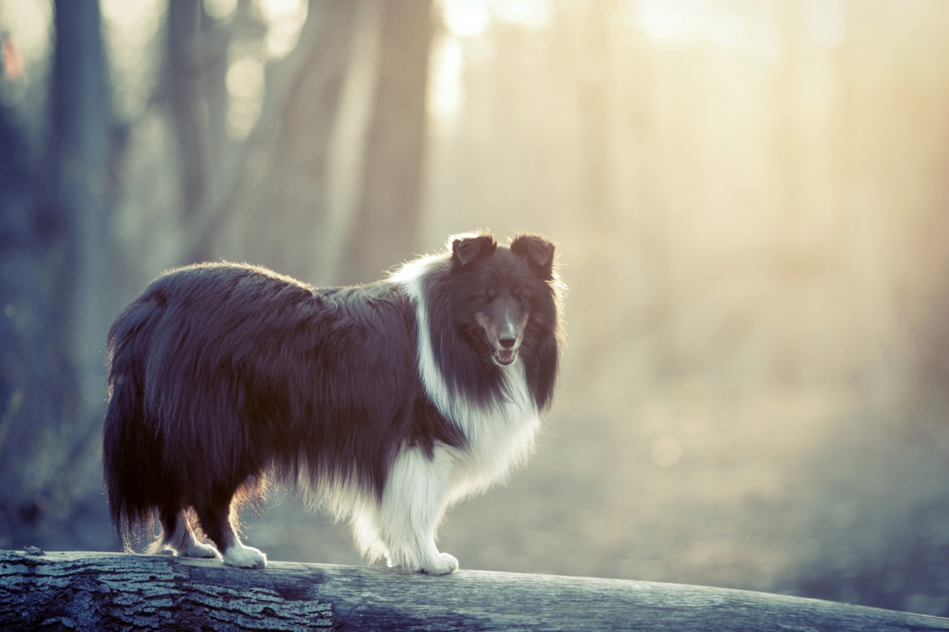 dog background nature