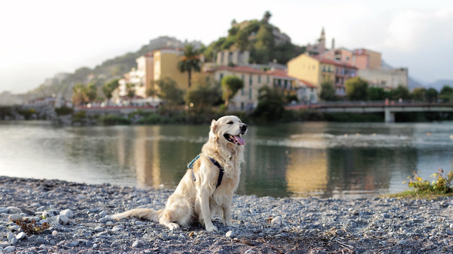dog retriever river town