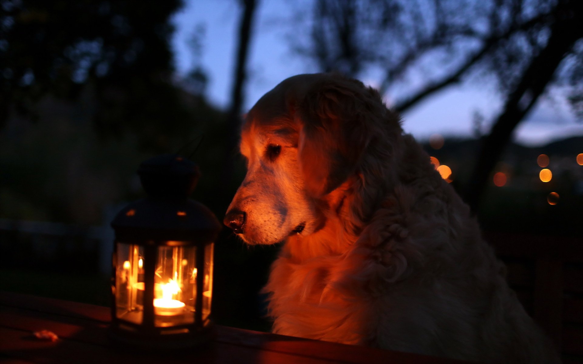 dog light night