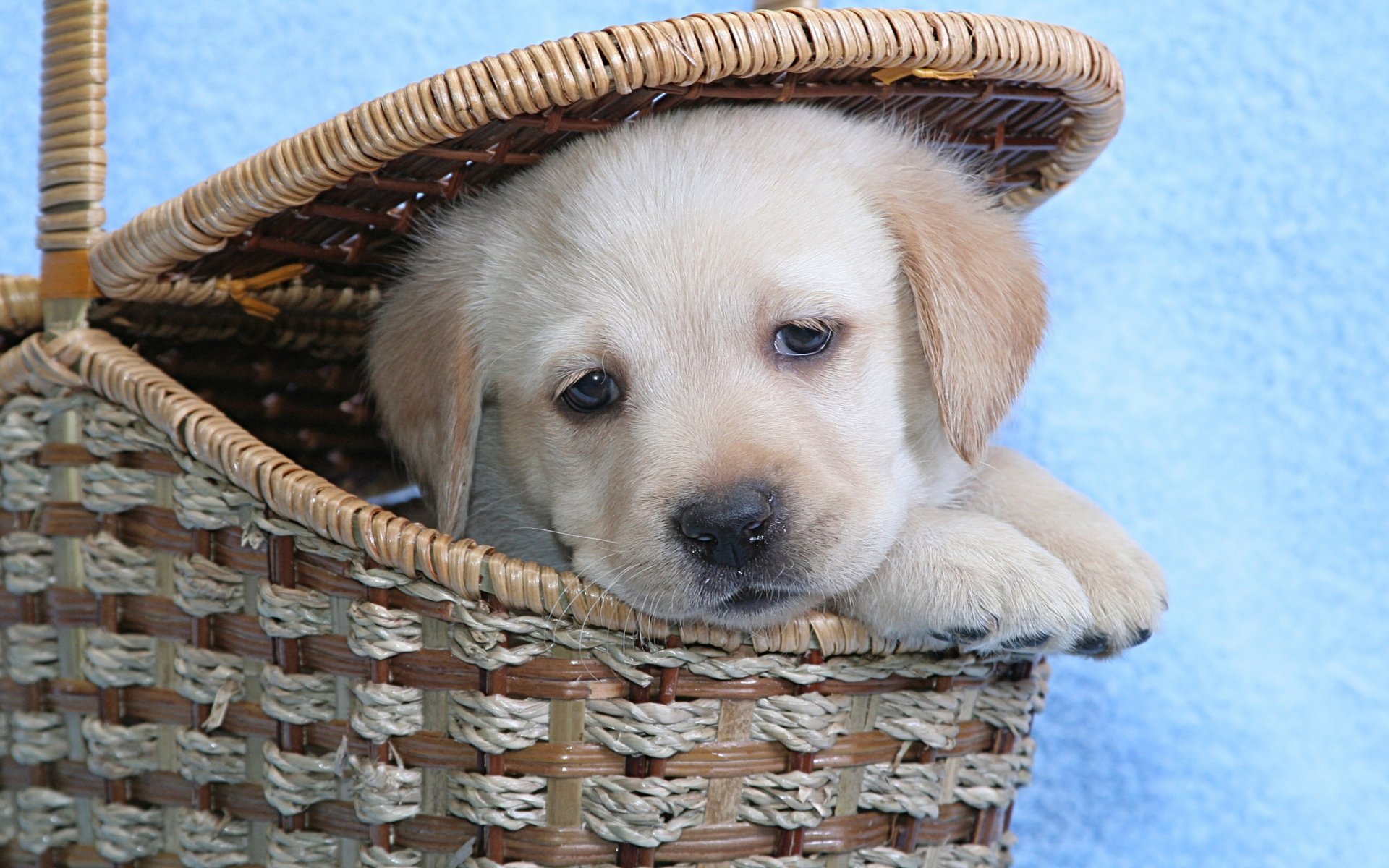 puppy labrador shopping