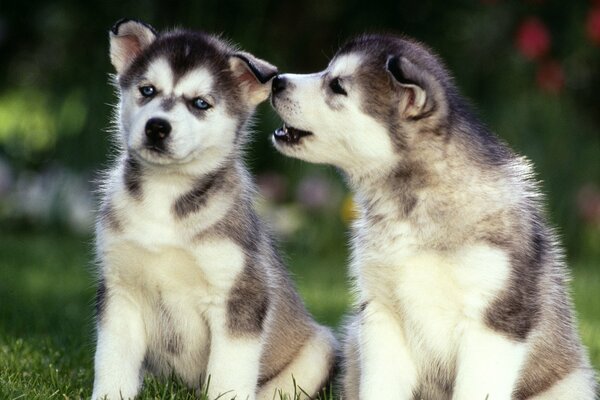 Two cute husky puppies