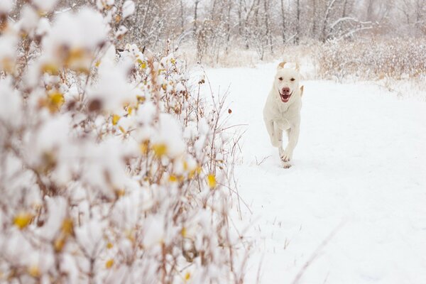 Winter snow dog nature