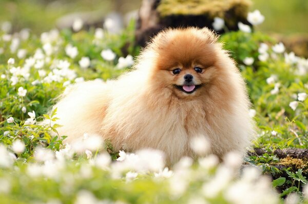 Photo of a pomeranian in a flower meadow