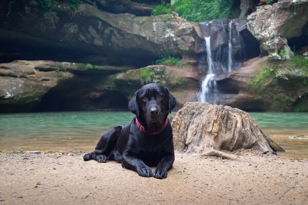 A black dog lies on the shore of a water house