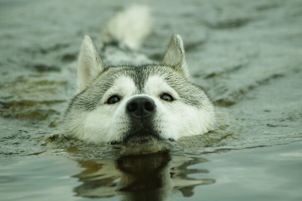 Husky swims on a calm river