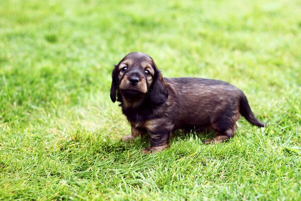 A puppy on the green grass. Cute dog