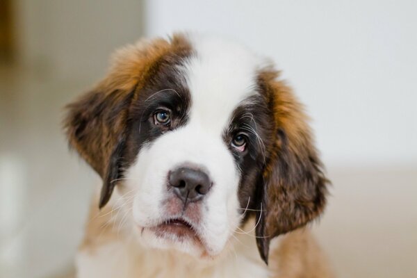 The gentle gaze of a small puppy
