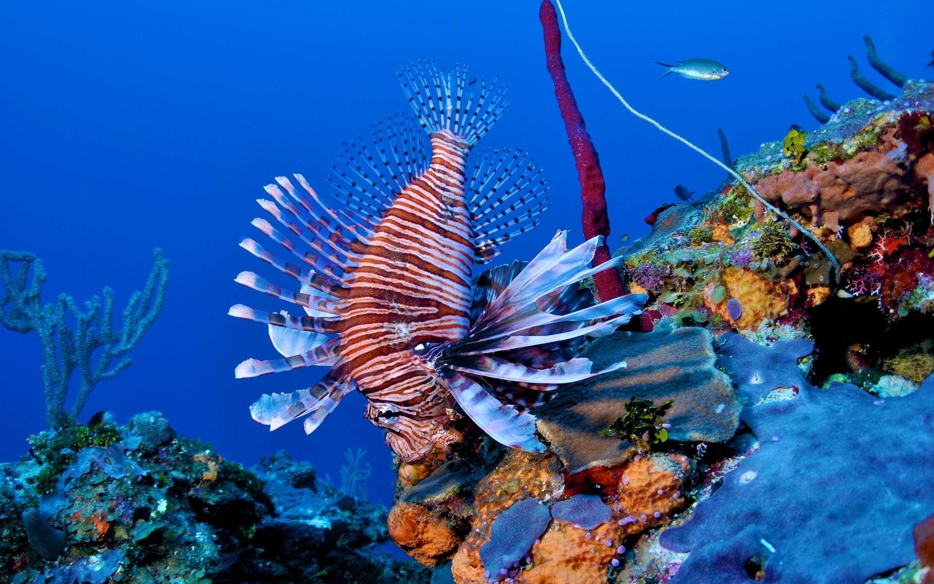 reef fish lionfish lion fish coral