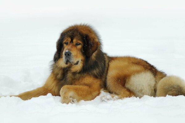A beautiful Tibetan mastiff lies on a white snow
