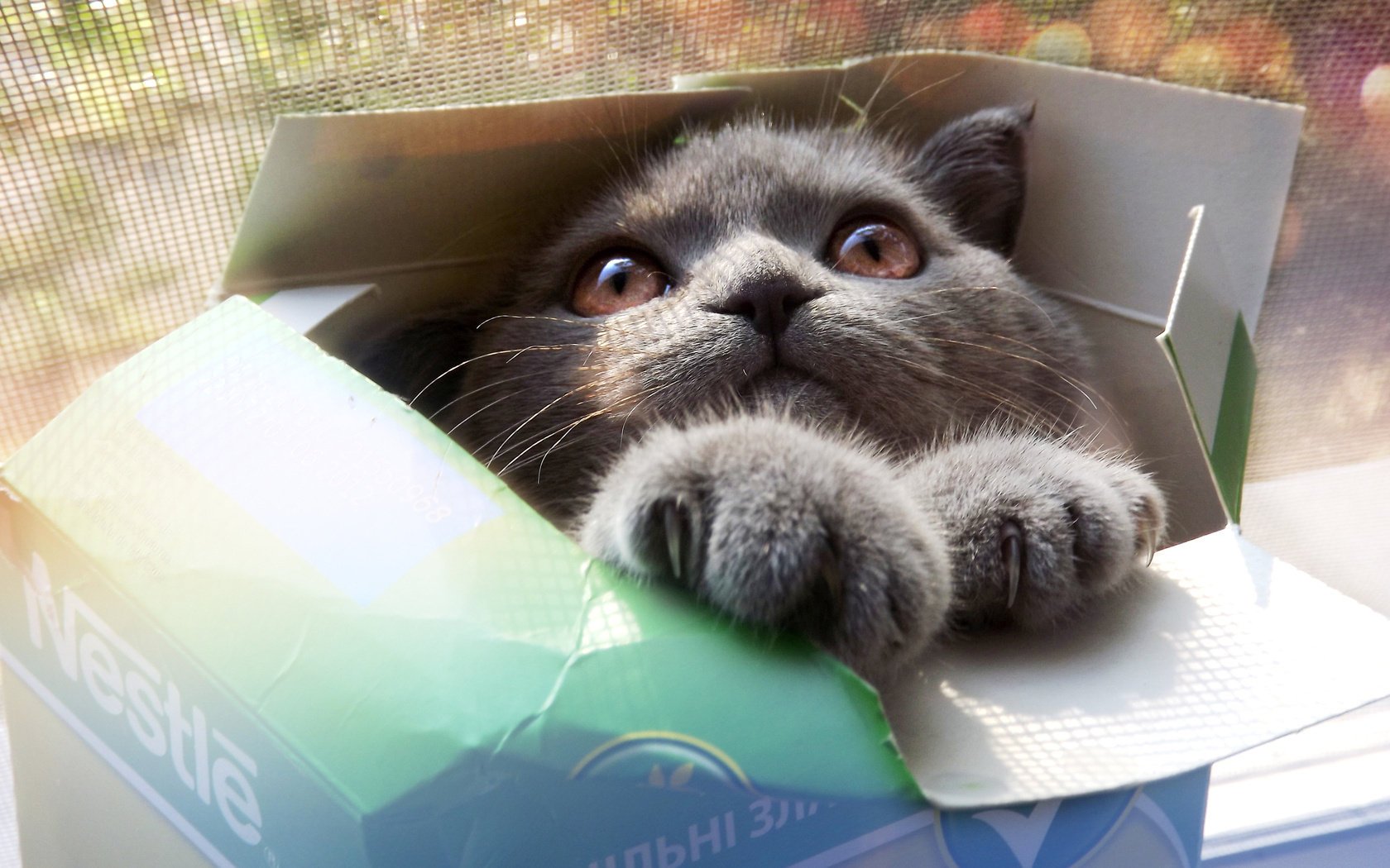 gray eyes cat cat paws look muzzle box