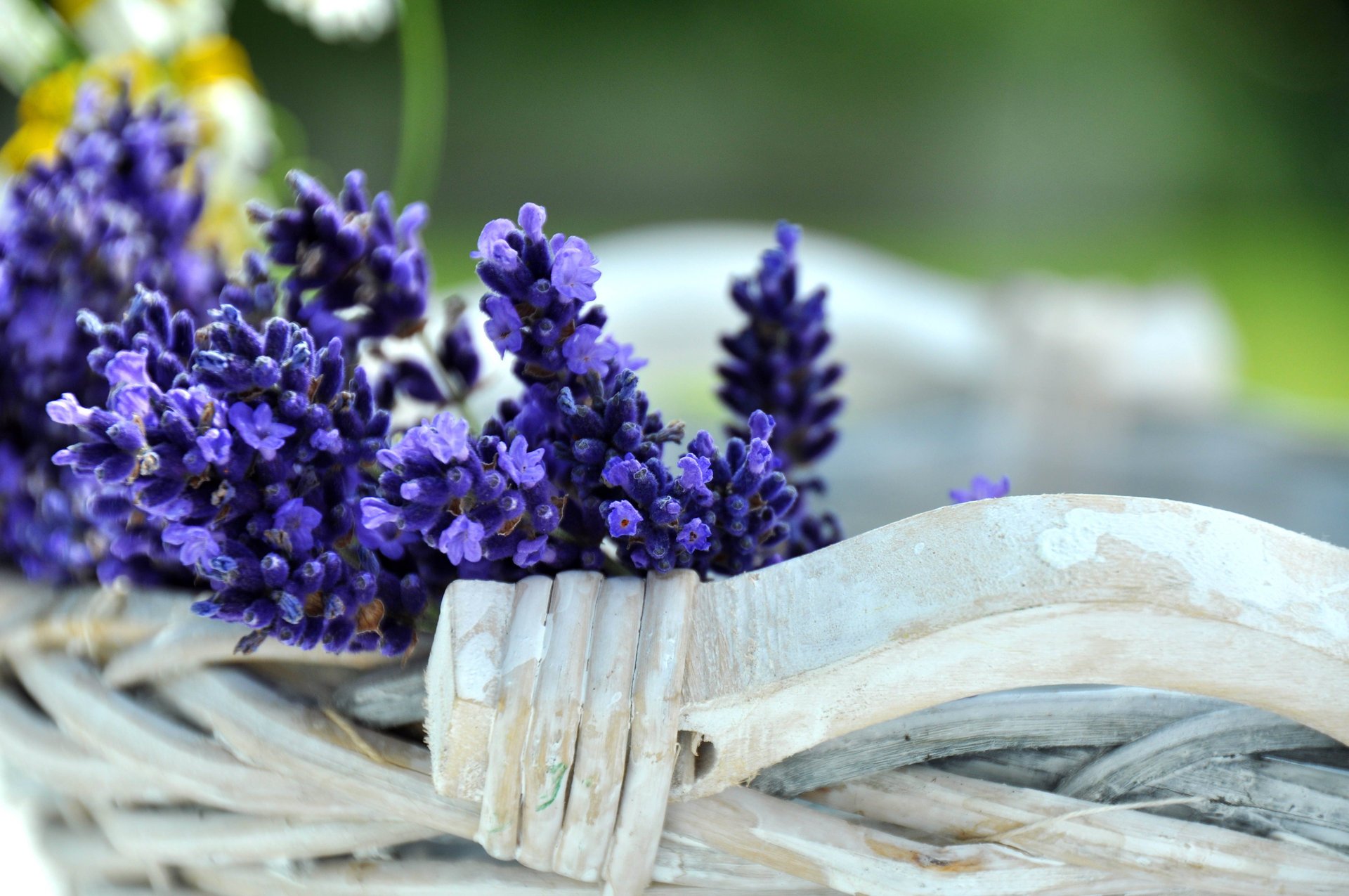flowers blue