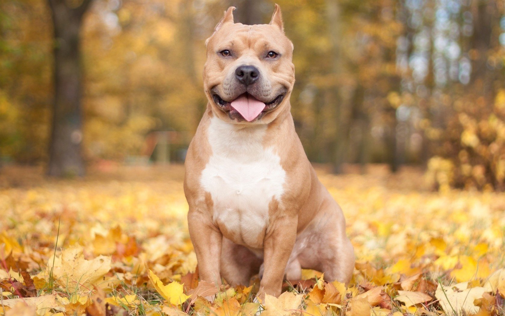 dog autumn foliage