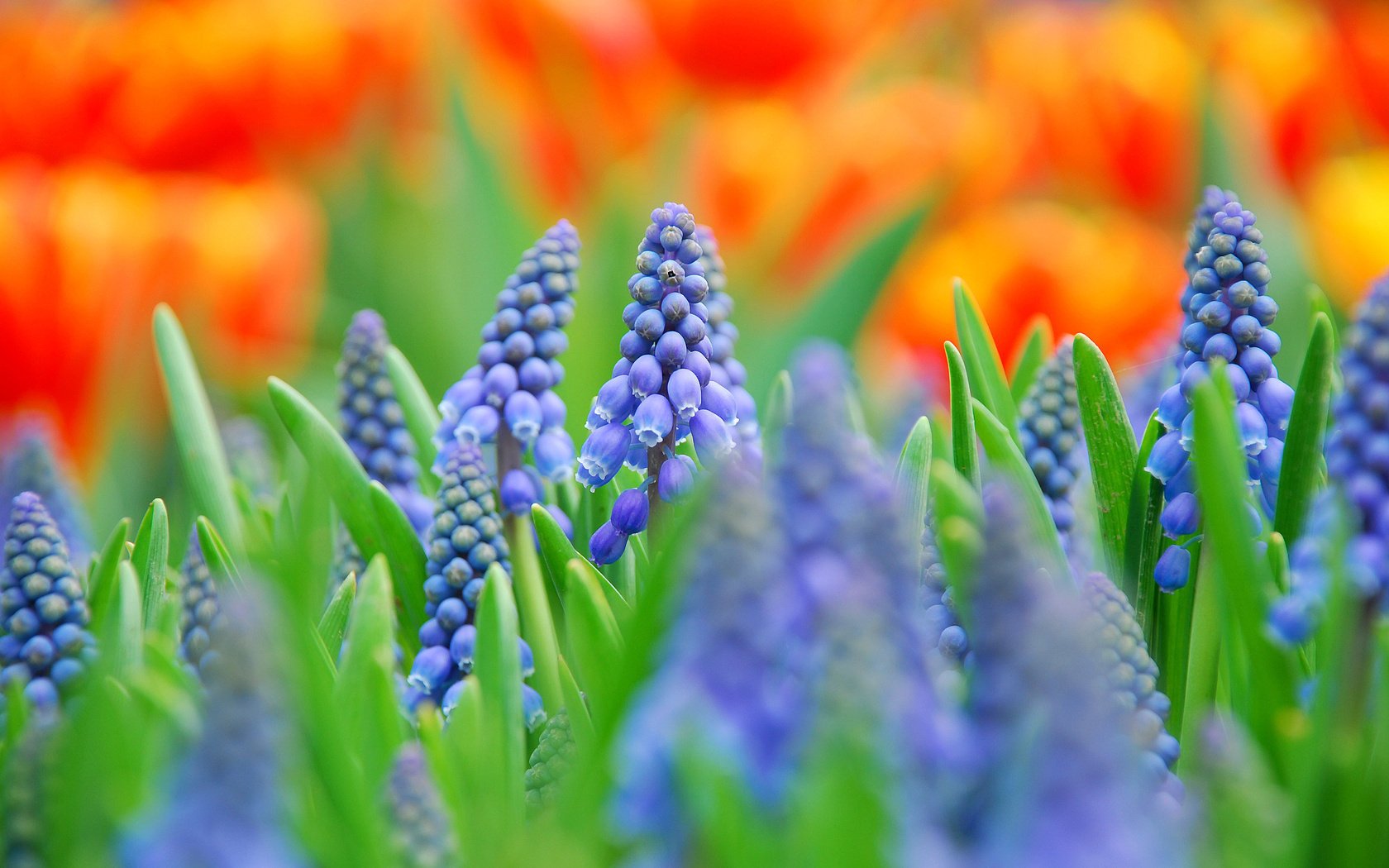 flowers blue muscari field macro