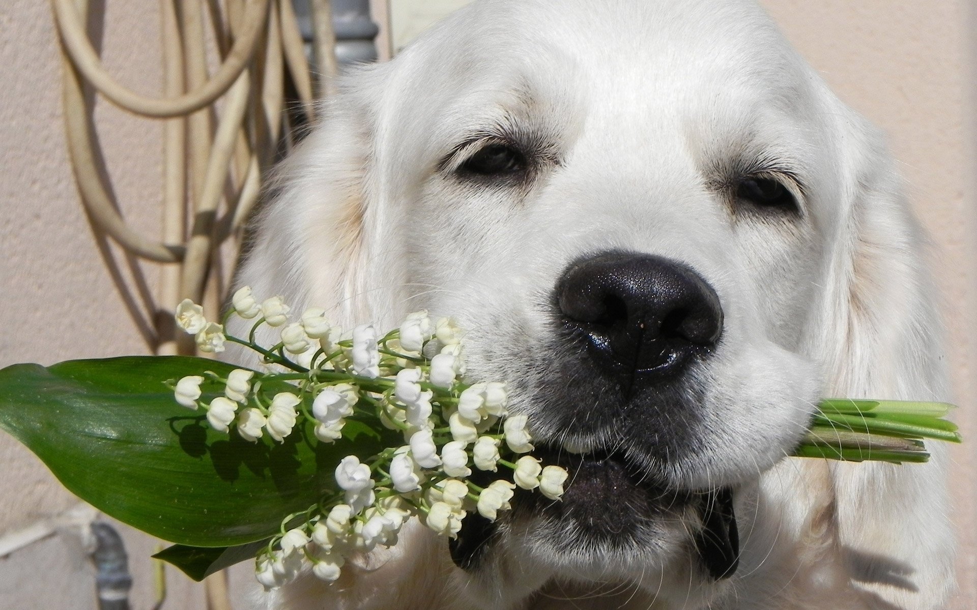 flowers dog each look