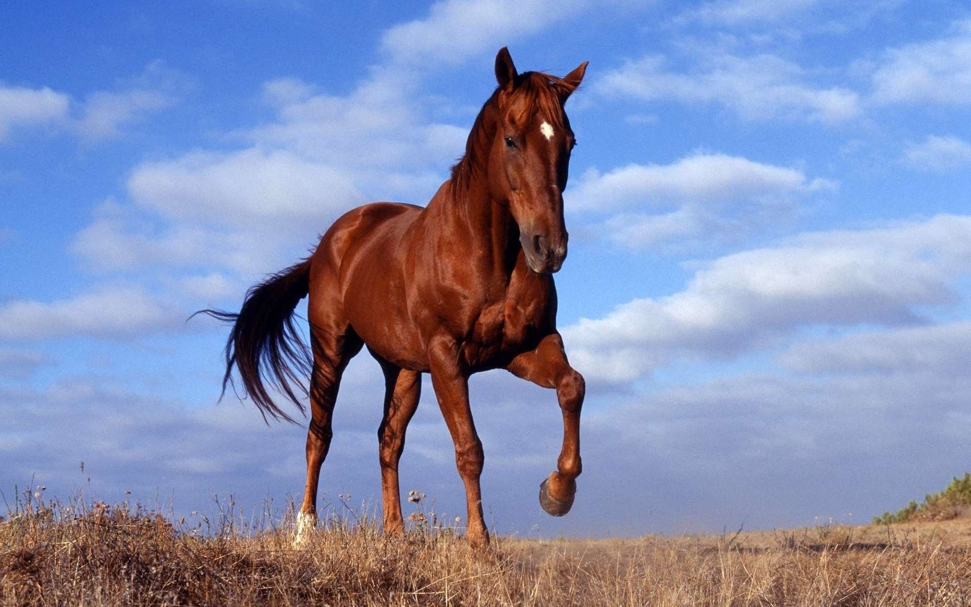 horse horse stallion running sky
