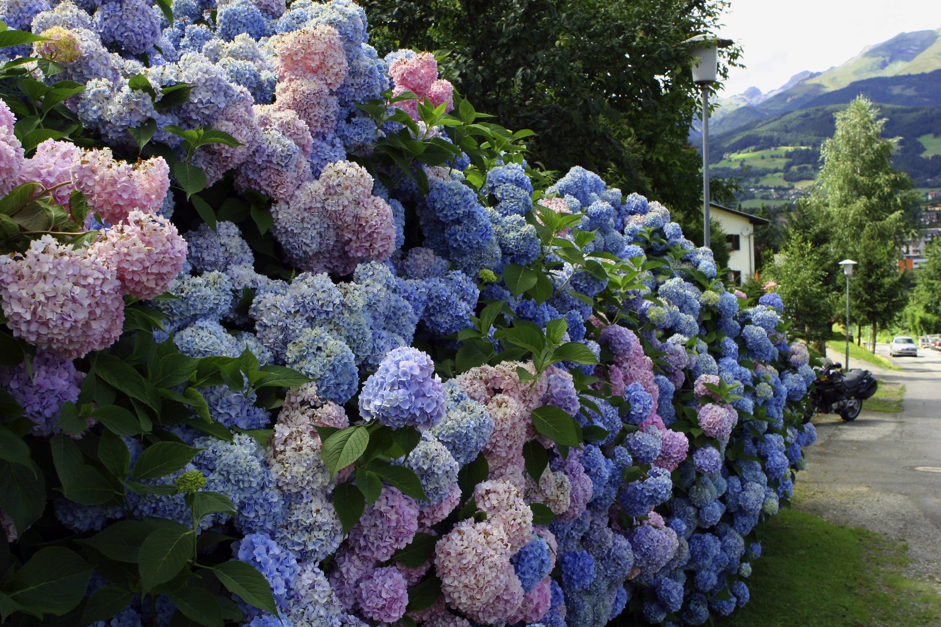 live street hydrangea the fence the bushe