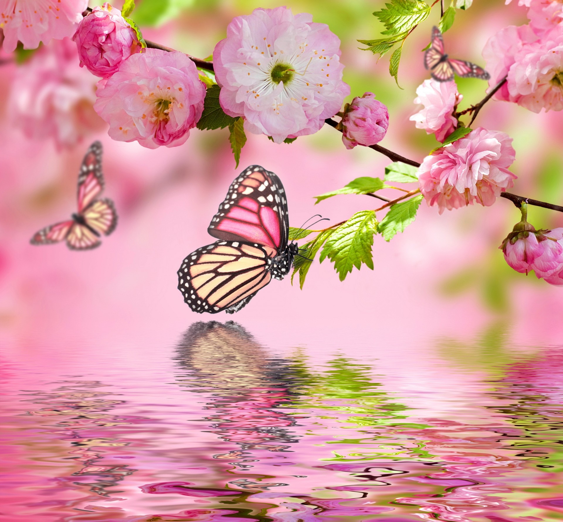 butterfly flower water branches photoshop sakura pink background spring