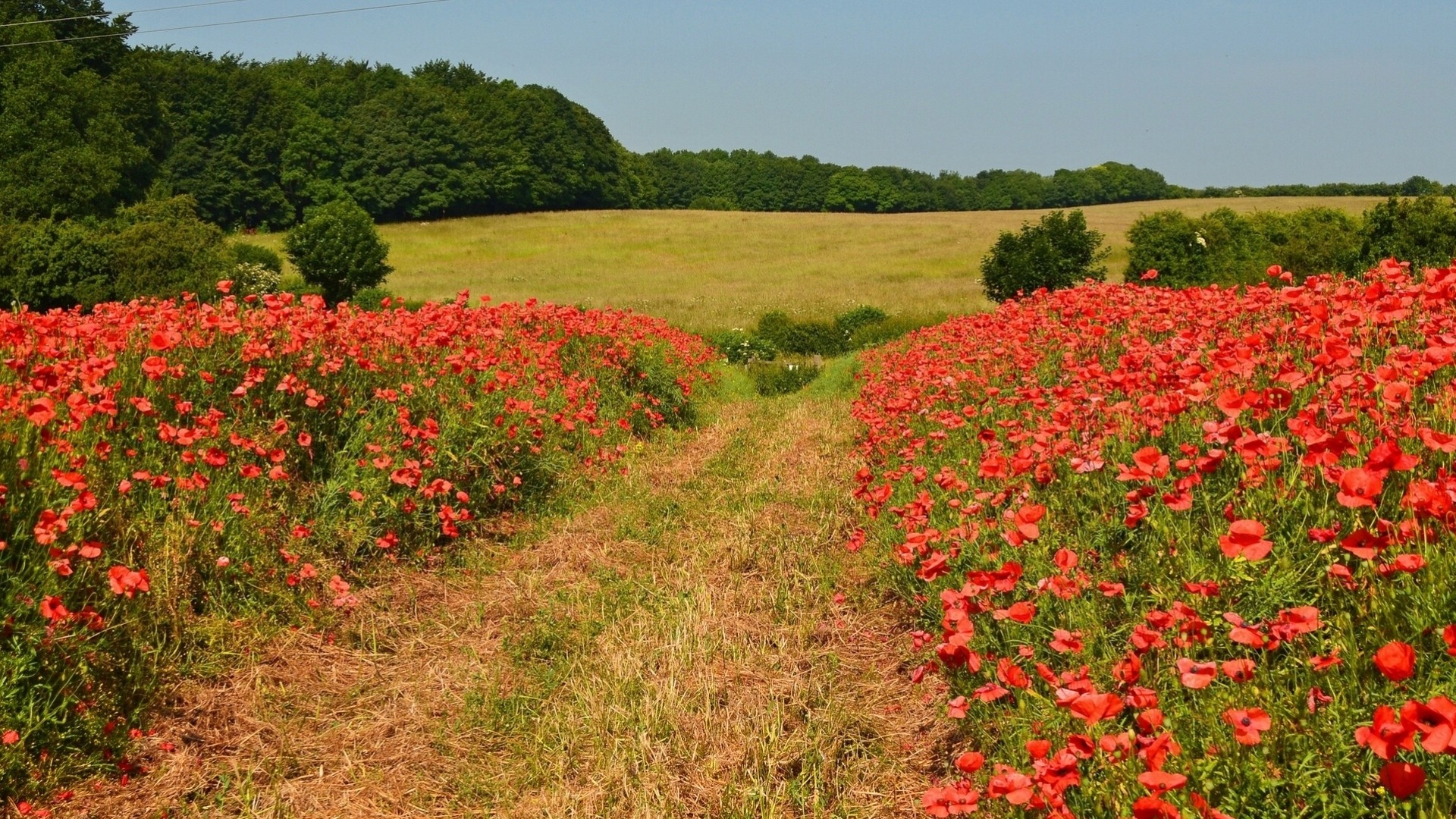 track newton england tree flower poppies the field meadow