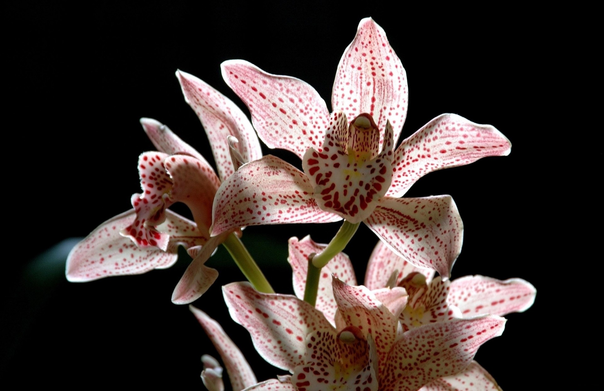 thistle flower black background orchid branch